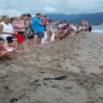 liberación de tortugas
