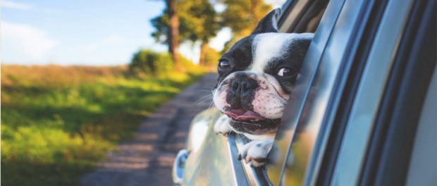Viaje con mascotas