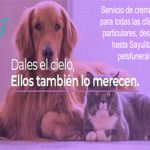 Havens pets2