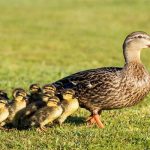 Madre de patitos