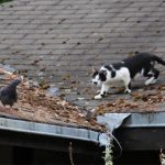 Gato-cazador