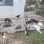 Gatos callejeros